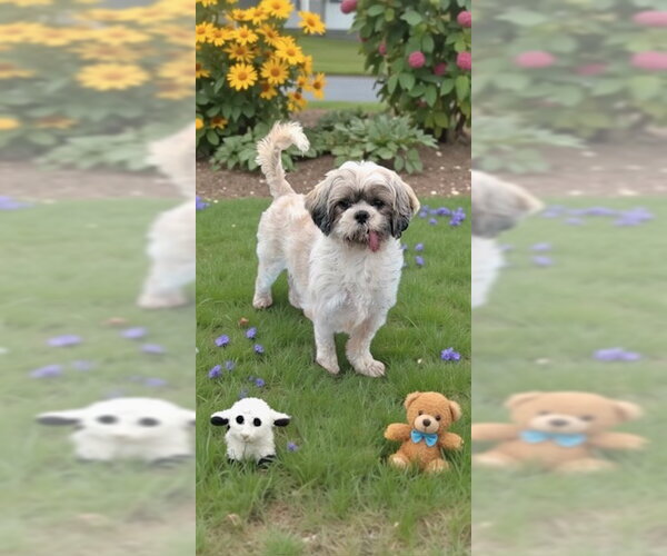 Medium Photo #6 Shih Tzu Puppy For Sale in Weston, FL, USA