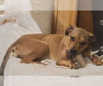 Small #1 Labrador Retriever Mix