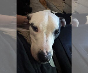 Tommy Boy - Male American Pit Bull Terrier-Unknown Mix Dog for Adoption - Photo #3
