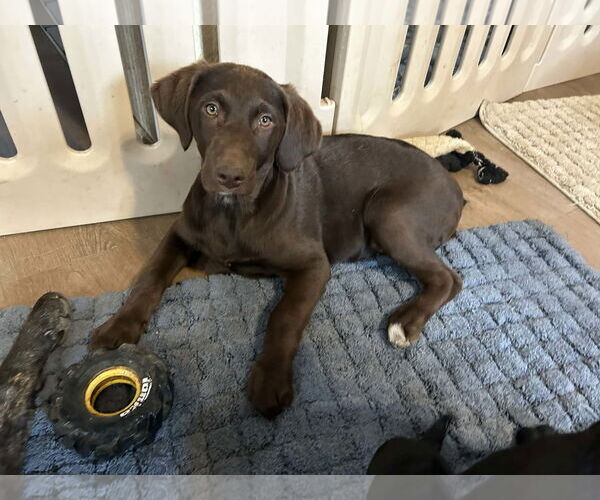 Medium Photo #3 Labrador Retriever Puppy For Sale in Clovis, CA, USA