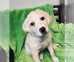 Small Golden Retriever