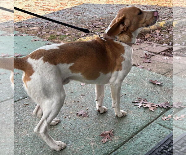 Medium Photo #4 Bassetdor Puppy For Sale in Rustburg, VA, USA