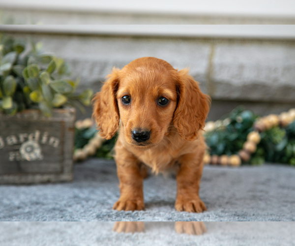 Medium Photo #2 Dachshund Puppy For Sale in NAPPANEE, IN, USA