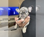 Puppy Puppy 5 French Bulldog