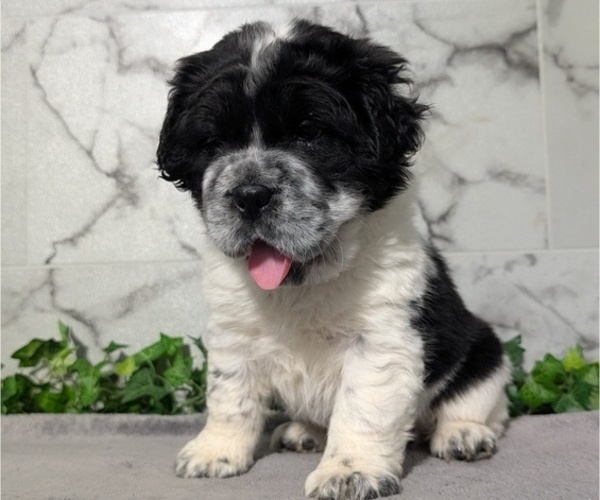 Medium Photo #59 Cocker-Pei Puppy For Sale in GOSHEN, IN, USA