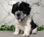 Small #1 Cocker-Pei