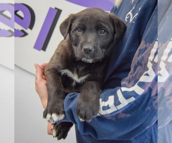 Medium Photo #2 Golden Retriever-Unknown Mix Puppy For Sale in Huntley, IL, USA
