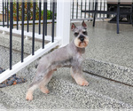 Small Photo #1 Schnauzer (Miniature) Puppy For Sale in SYRACUSE, IN, USA