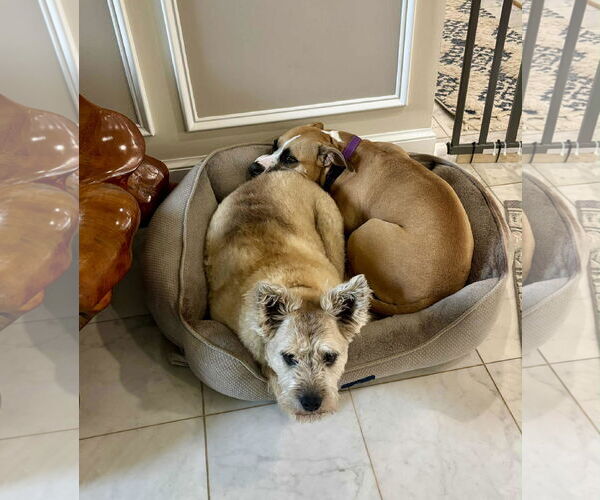 Medium Photo #3 Boxer Puppy For Sale in Rockville, MD, USA