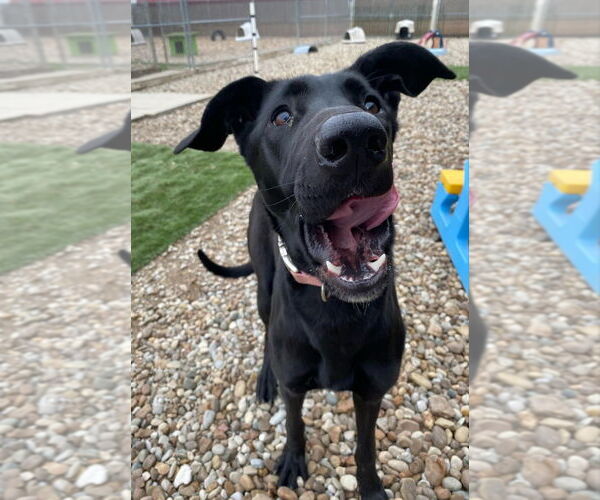 Medium Photo #14 Great Dane-Labrador Retriever Mix Puppy For Sale in Evansville, IN, USA