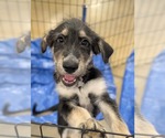 Small Mutt