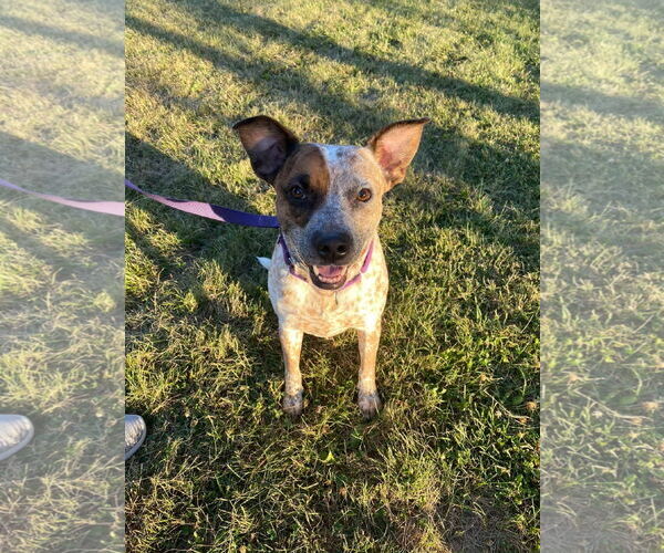 Medium Photo #2 Mutt Puppy For Sale in Garden City, NY, USA