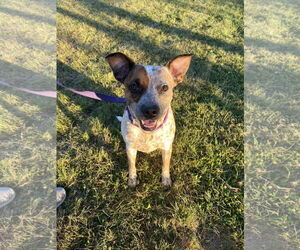 Rocco - Male Mutt Dog for Adoption - Photo #2