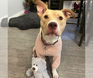 American Pit Bull Terrier-Unknown Mix Dogs for adoption in Fargo, ND, USA