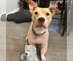 Small American Pit Bull Terrier Mix