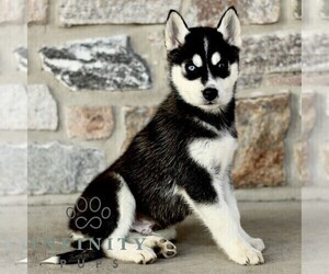 Gerberian Shepsky Puppy for sale in HONEY BROOK, PA, USA