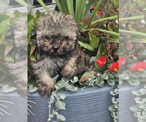 Poovanese Puppy for sale in NILES, MI, USA