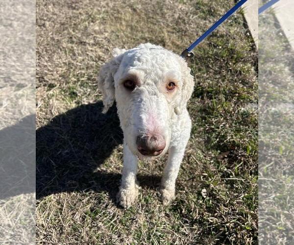 Medium Photo #3 Labradoodle Puppy For Sale in Rockwall, TX, USA