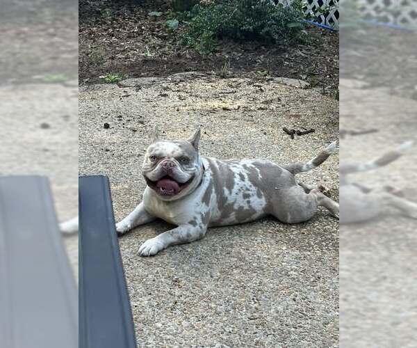 Medium Photo #3 Bull Terrier Puppy For Sale in Jackson Township, NJ, USA