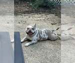 Small #2 Bull Terrier