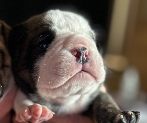 Medium Photo #4 Olde English Bulldogge Puppy For Sale in ALDEN, MN, USA
