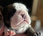 Small #3 Olde English Bulldogge