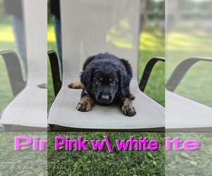 Golden Shepherd Puppy for sale in NEW ULM, MN, USA