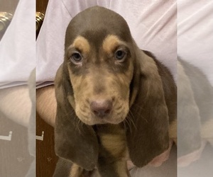 Bloodhound Puppy for sale in FORT MORGAN, CO, USA