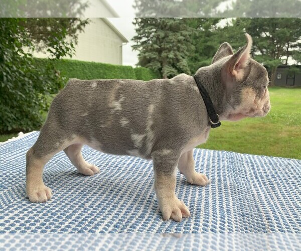 Medium Photo #26 French Bulldog Puppy For Sale in BREMEN, IN, USA