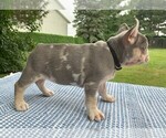 Small Photo #26 French Bulldog Puppy For Sale in BREMEN, IN, USA