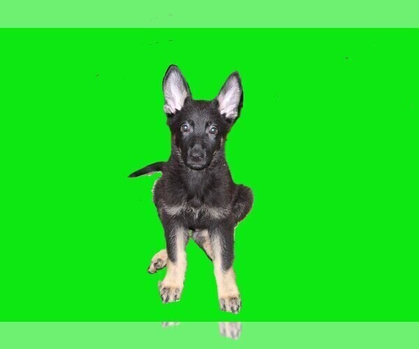 Medium Photo #2 German Shepherd Dog Puppy For Sale in WARRENTON, NC, USA