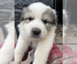 Great Pyrenees Puppy for Sale in WOODLAND PARK, Colorado USA