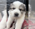 Small Great Pyrenees