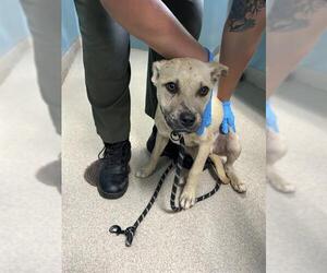 Black Mouth Cur-Unknown Mix Dogs for adoption in Newton, NC, USA
