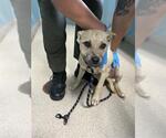 Small Black Mouth Cur Mix