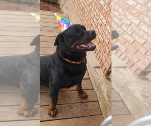 Father of the Rottweiler puppies born on 08/14/2022