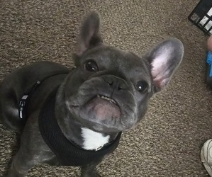 Father of the French Bulldog puppies born on 06/03/2026