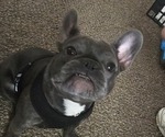 Small Photo #1 French Bulldog Puppy For Sale in CLARKSVILLE, OH, USA