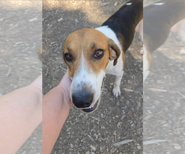 Medium Photo #4 Mutt Puppy For Sale in Rustburg, VA, USA