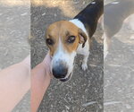 Small #3 Mutt