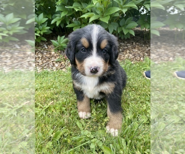 Medium Photo #5 Bernese Mountain Dog Puppy For Sale in BRIDGEPORT, WV, USA