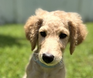 Goldendoodle Puppy for Sale in CAPE CORAL, Florida USA