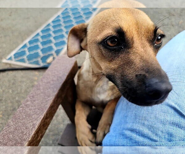 Medium Photo #3 Mutt Puppy For Sale in Bloomingdale, NJ, USA