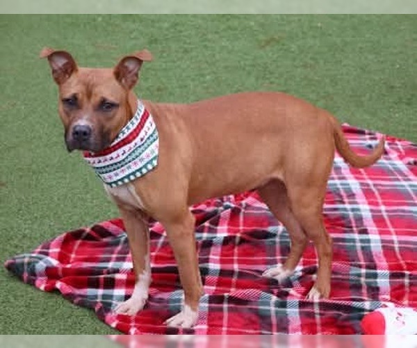 Medium Photo #3 Boxer-Unknown Mix Puppy For Sale in Rockaway, NJ, USA