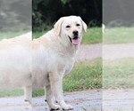 Small #1 Labrador Retriever