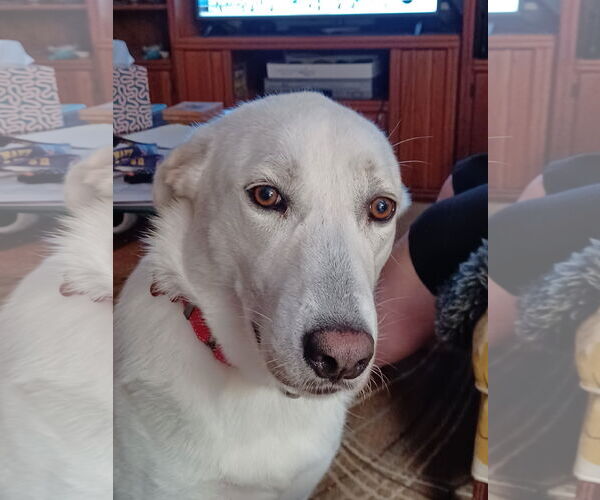 Medium Photo #3 Unknown-white german shepherd Mix Puppy For Sale in Hoffman Estates, IL, USA