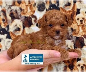 Poodle (Toy) Puppy for sale in WINNSBORO, LA, USA