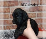 Small Photo #1 Springerdoodle Puppy For Sale in HOYT LAKES, MN, USA