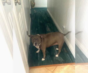 Staffordshire Bull Terrier-Unknown Mix Dogs for adoption in Woodland Hills, CA, USA