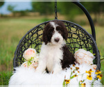 Small Photo #5 Aussiedoodle Puppy For Sale in STRAFFORD, MO, USA
